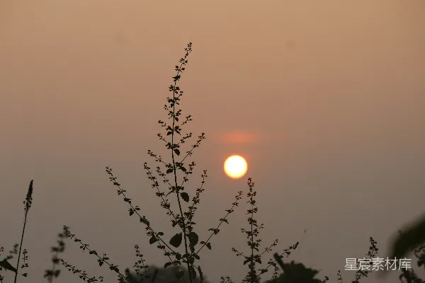 高清摄影 夕阳落下，映照着剪影中的植物。