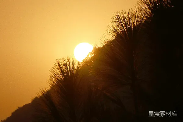 高清摄影 夕阳在剪影松树和山丘之后落下。
