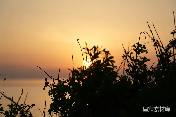 高清摄影 夕阳映照在海洋上，岸边的灌木剪影映衬其中。