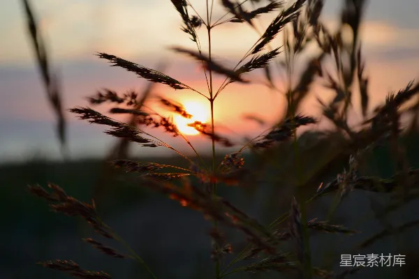 高清摄影 夕阳透过草叶间的缝隙。