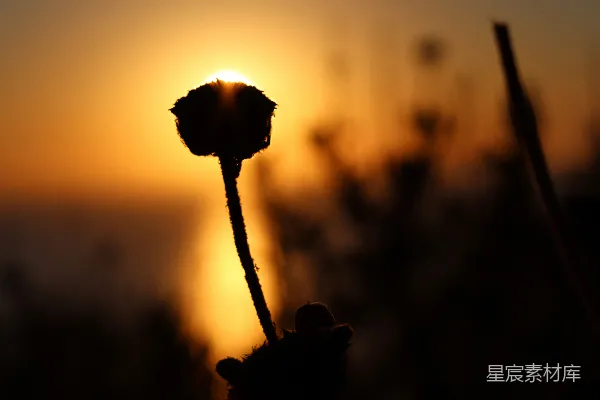 高清摄影 花朵剪影映衬着绚丽的晚霞