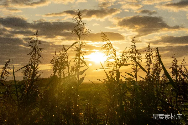 高清摄影 夕阳正落在这片高草地上。