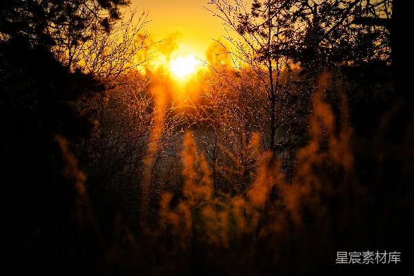 高清摄影 夕阳透过剪影树木和干草透出金光。