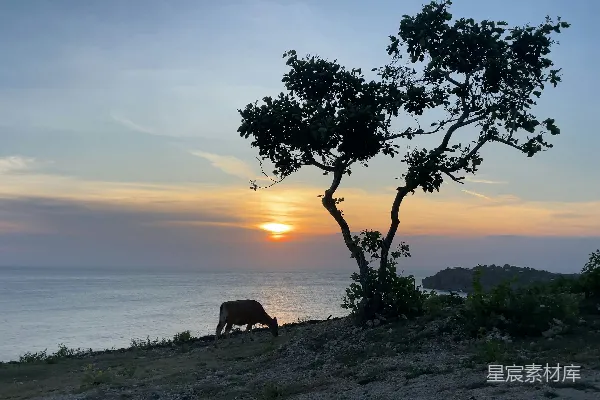 高清摄影 一头牛在山坡上吃草，背景是夕阳西下的景象。