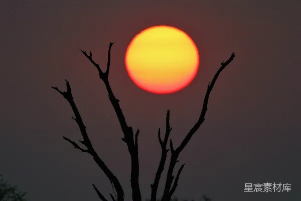 高清摄影 一棵树在背景中有一轮太阳。