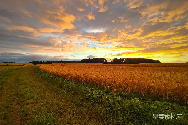 高清摄影 金黄色的麦田在绚丽的夕阳下。
