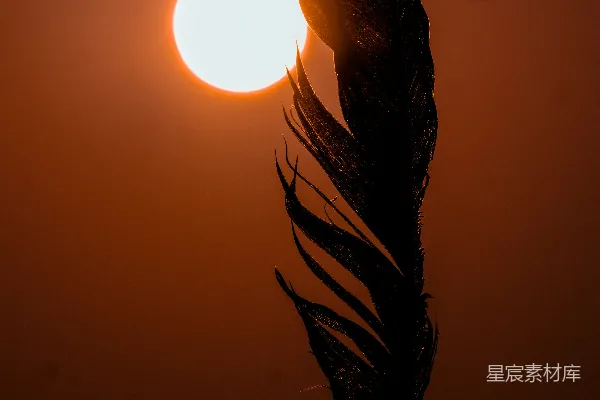 高清摄影 太阳正从树梢后落下。