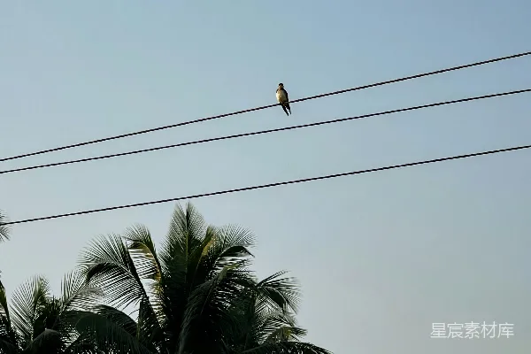 高清摄影 一只鸟栖息在电线上，背景中有棕榈树。