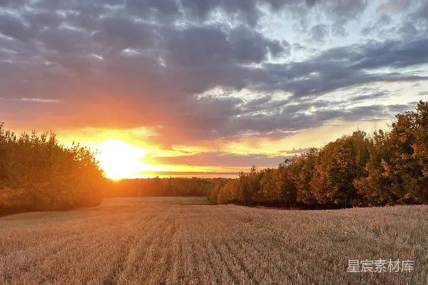 高清摄影 一片树木环绕的田野，背景中有夕阳。