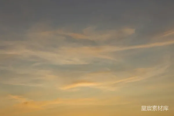 高清摄影 夕阳下植物的剪影