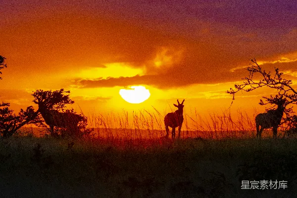 高清摄影 鹿在草地上的剪影，夕阳西下时