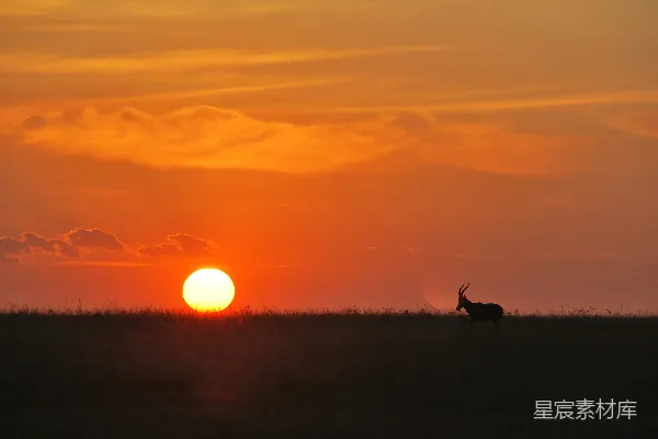 高清摄影 一只羚羊站在田野里，夕阳西下。