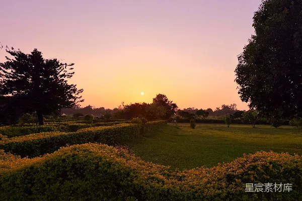 高清摄影 夕阳西下，公园里树木和灌木丛映衬下的景色