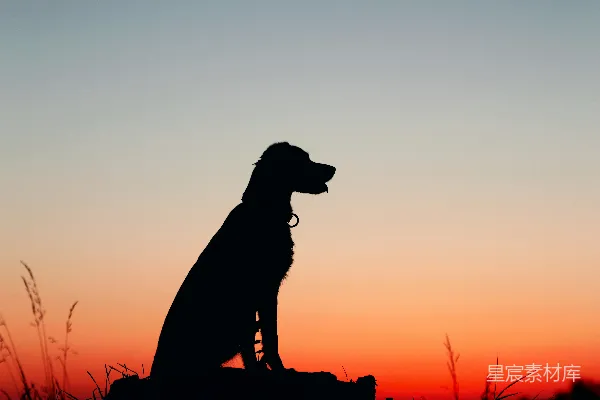 高清摄影 夕阳西下时，一只狗坐在岩石上的剪影。