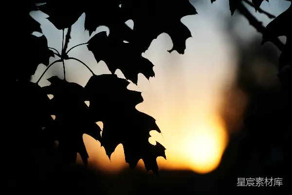 高清摄影 夕阳正挂在树叶之后。