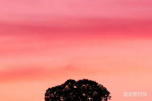 高清摄影 橙色天空下的绿树