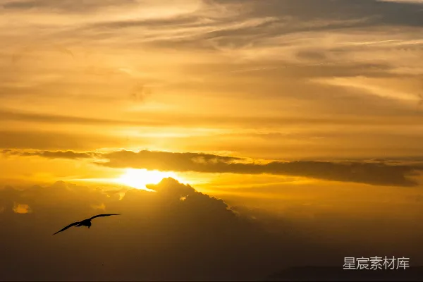 高清摄影 夕阳西下时，一只鸟在空中飞翔。