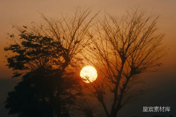 高清摄影 夕阳下树的剪影