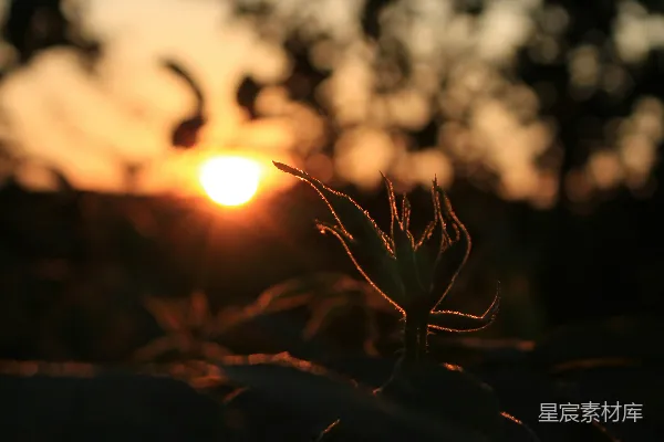 高清摄影 夕阳洒在一片草地上。