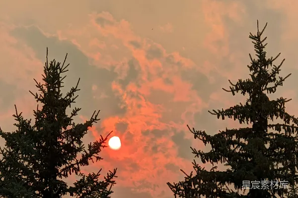高清摄影 夕阳下树的剪影