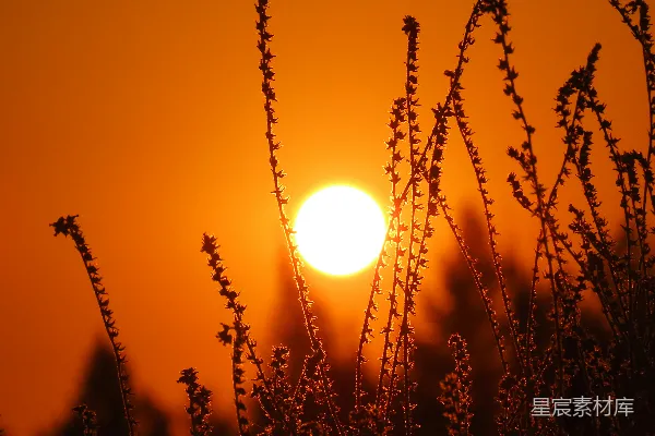 高清摄影 夕阳照耀在一片草地上。