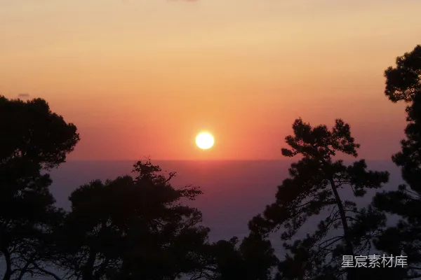 高清摄影 夕阳下树木的剪影