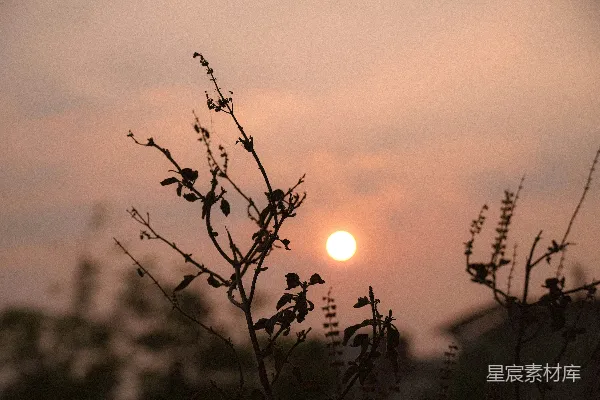 高清摄影 太阳正落在这棵树的树枝后面