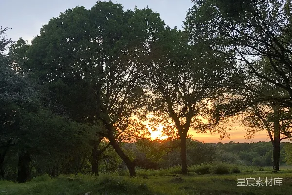 高清摄影 白天的绿色草地和树木