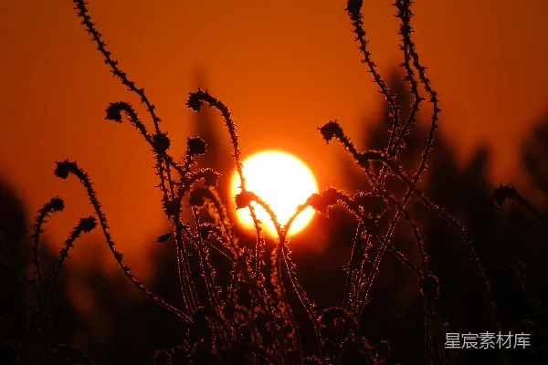 高清摄影 远处的植物后面，夕阳正在落下。
