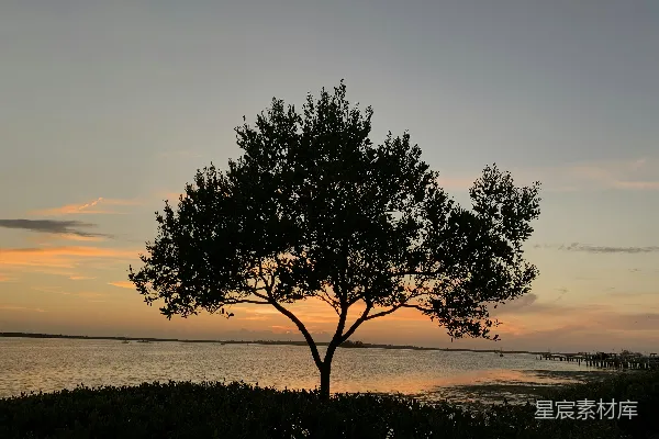 高清摄影 水边的绿树在日落时分