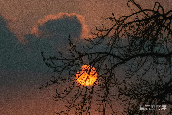 高清摄影 夕阳西下，多云天空下的树的剪影