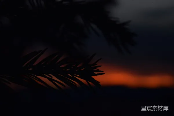 高清摄影 一棵松树枝，背景中夕阳西下。