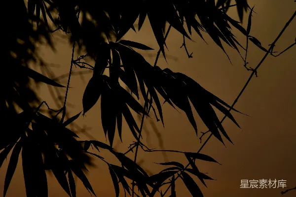 高清摄影 夕阳透过树叶落下。