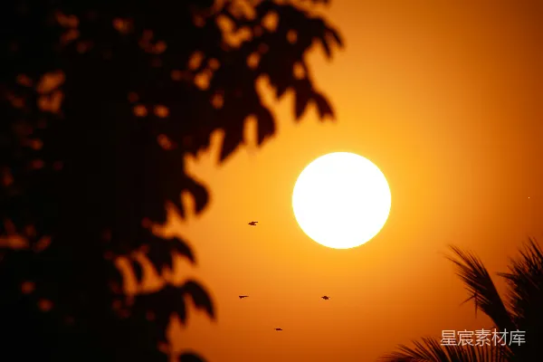 高清摄影 太阳正落在这棵棕榈树后面。