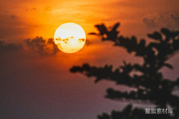 高清摄影 夕阳西下，映照在树木之上。