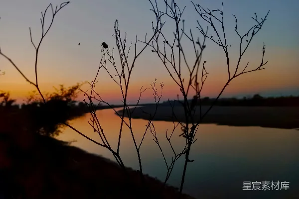 高清摄影 一棵树枝，背景是夕阳。