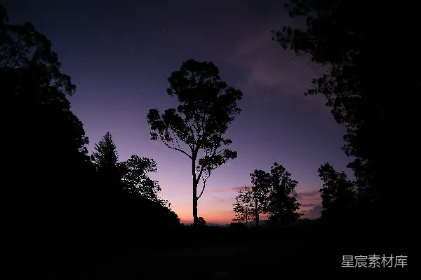 高清摄影 一个夜晚的场景，树木和紫色的天空