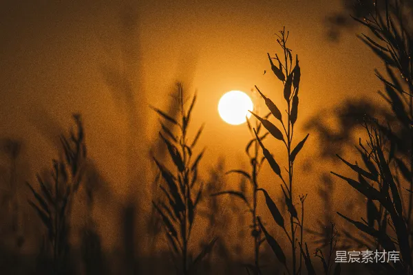 高清摄影 夕阳正在一片高草地上落下。