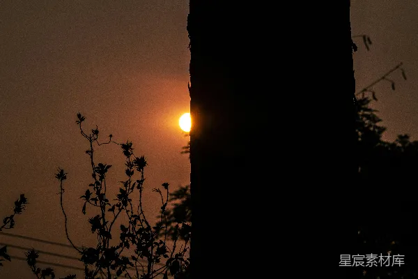 高清摄影 太阳正落在这棵树的树枝后面