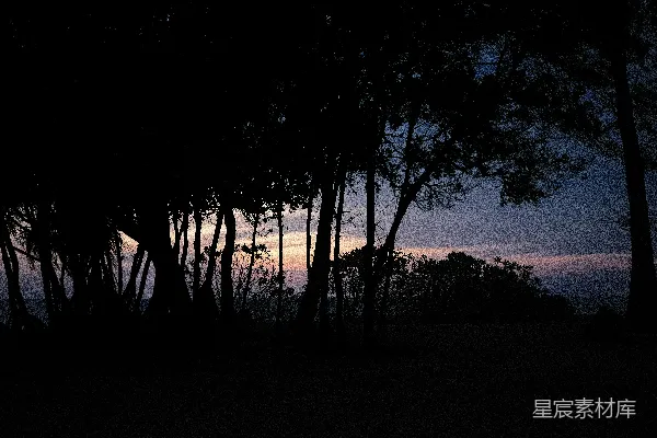 高清摄影 剪影中的树木勾勒出夕阳渐行渐远的余晖。