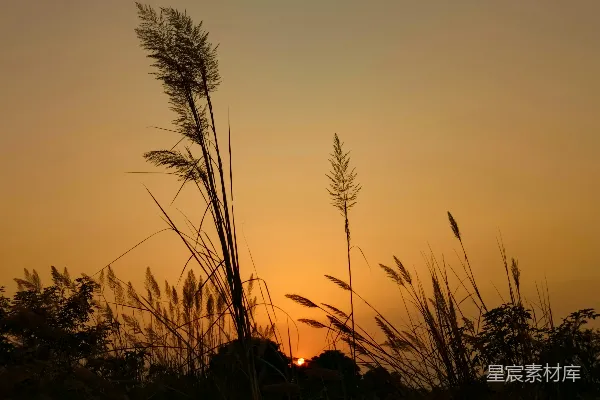 高清摄影 太阳正落在这片高高的草丛后面