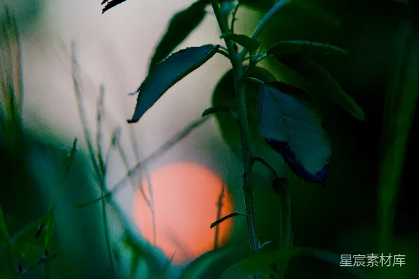 高清摄影 一张植物的特写，背景是夕阳。