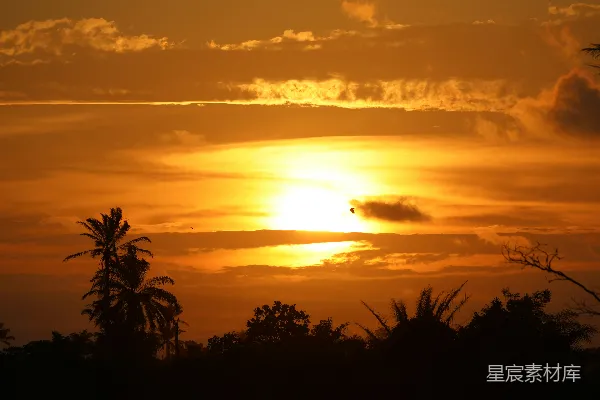 高清摄影 夕阳下树木的剪影