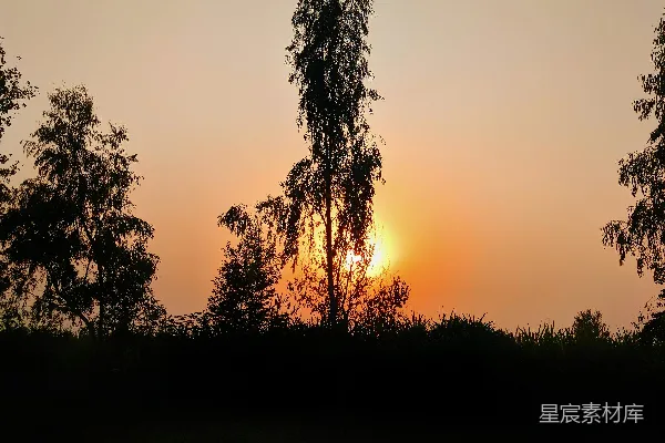 高清摄影 树的剪影和太阳