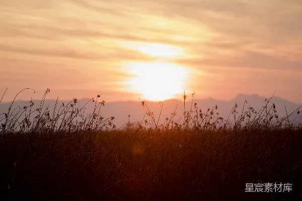 高清摄影 夕阳西下，笼罩着一片高草。