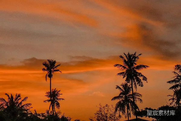 高清摄影 夕阳西下，前景是棕榈树。