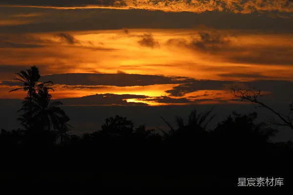 高清摄影 树木的剪影在水边的夕阳下
