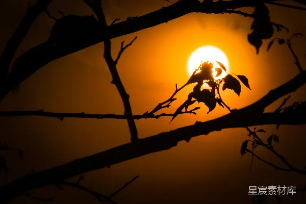 高清摄影 太阳正落在这棵树的树枝后面。