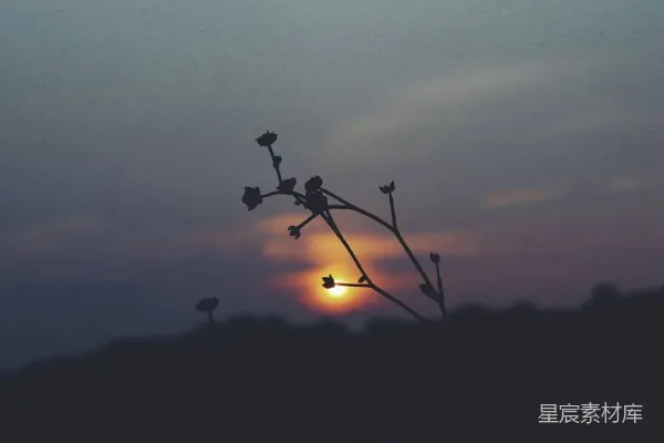 高清摄影 夕阳西下，挂在树梢。