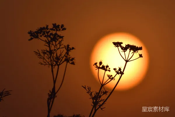 高清摄影 剪影状的植物在熊熊燃烧的夕阳下。